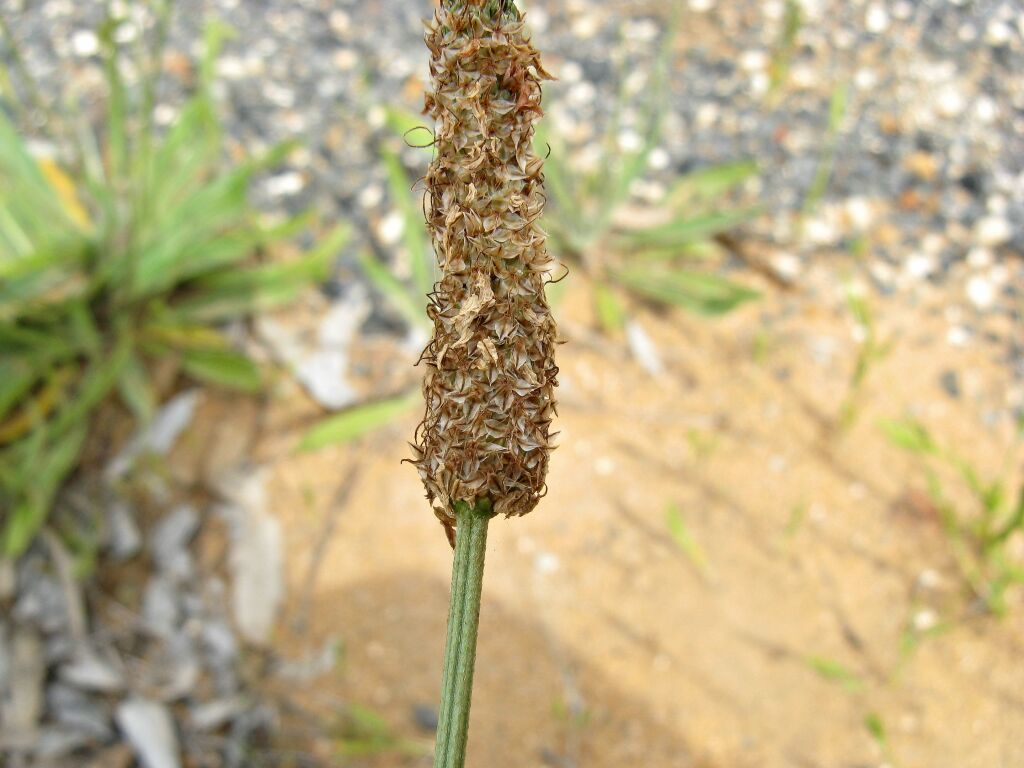 Plantago lanceolata (hero image)