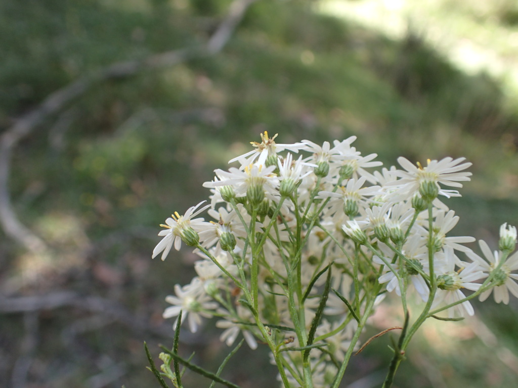 Olearia glandulosa (hero image)