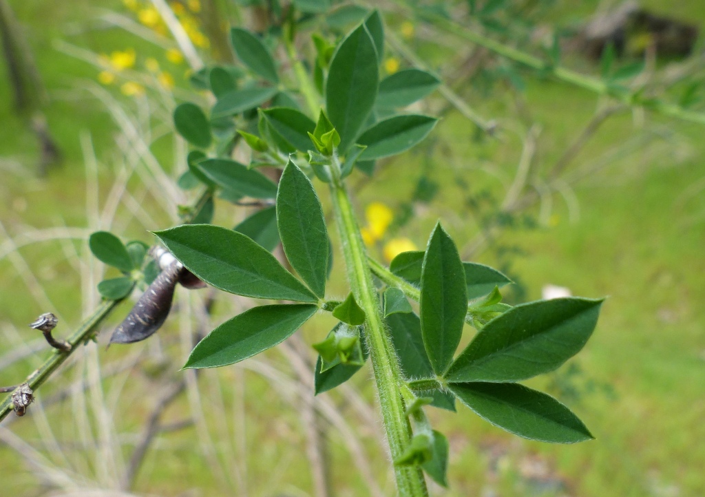 Cytisus scoparius (hero image)