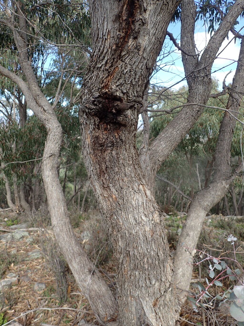 Eucalyptus goniocalyx subsp. goniocalyx (hero image)
