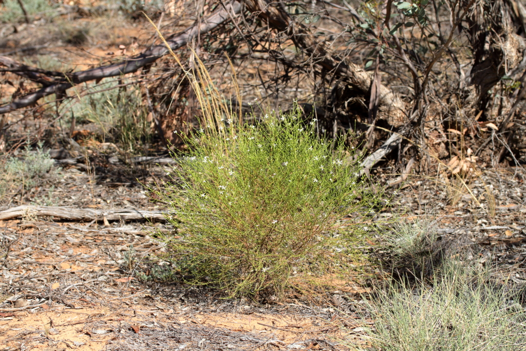 Olearia passerinoides subsp. passerinoides (hero image)