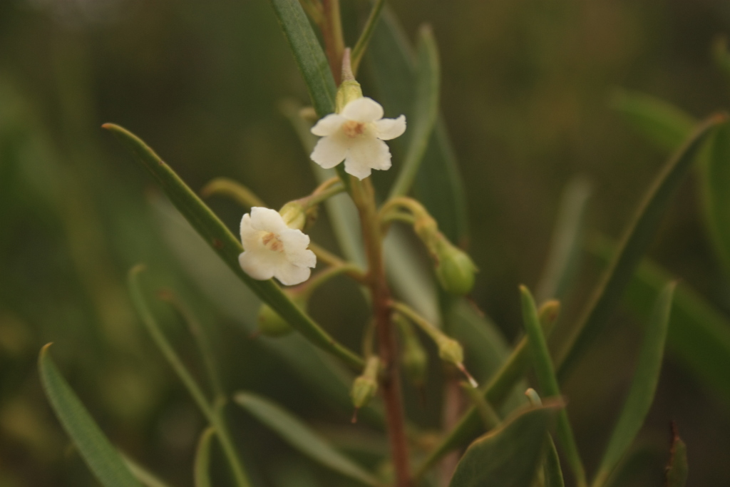 Eremophila deserti (hero image)