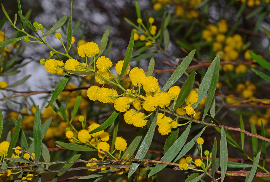 Acacia dodonaeifolia (hero image)