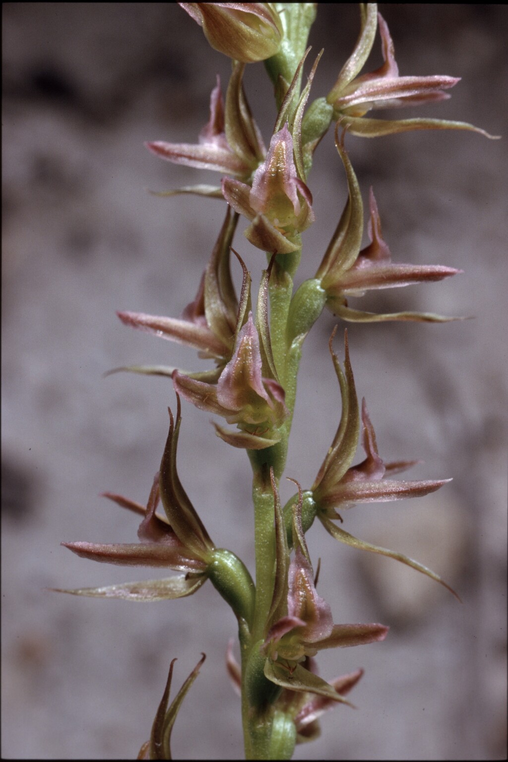 Prasophyllum sylvestre (hero image)