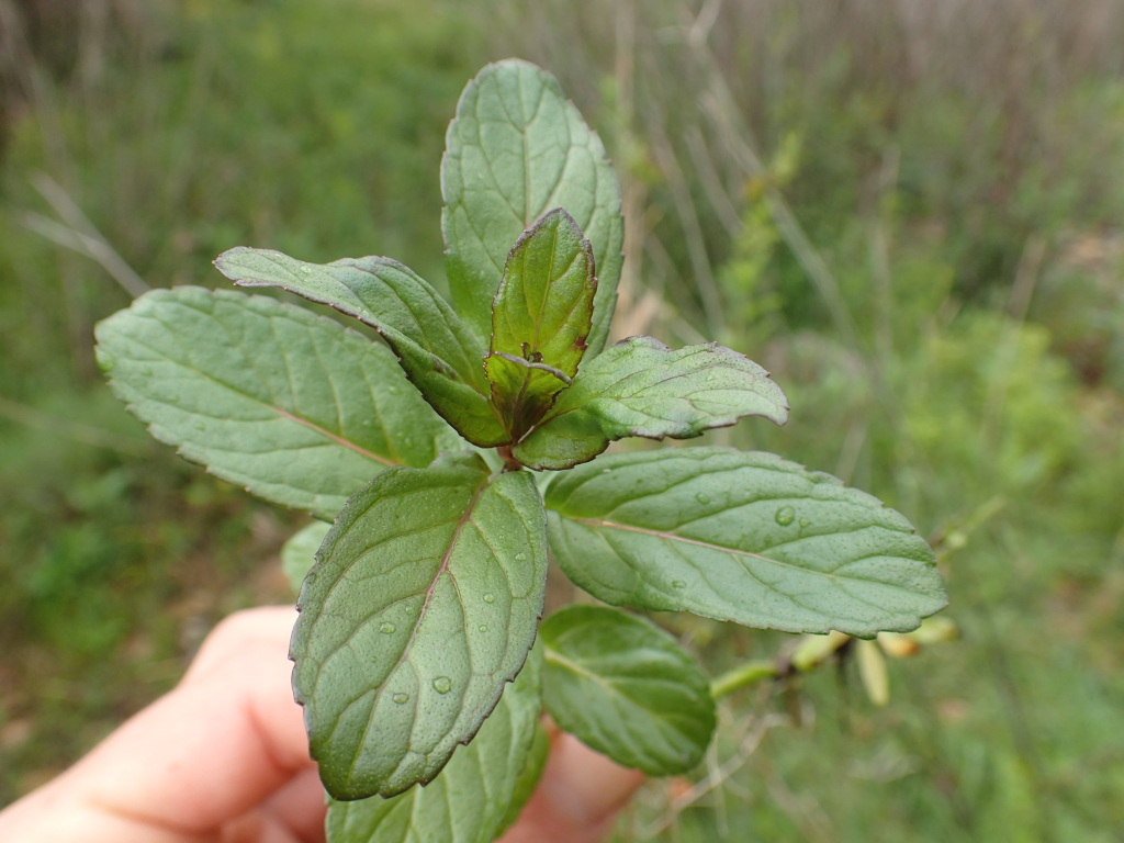 Mentha spicata (hero image)