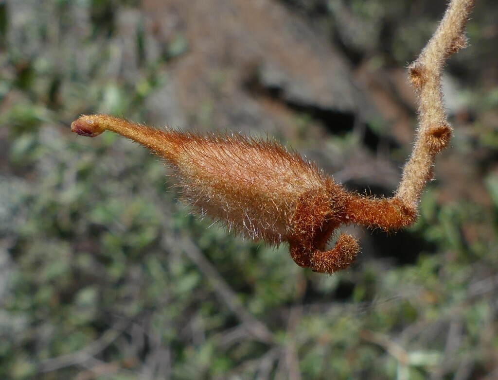 Grevillea floribunda (hero image)