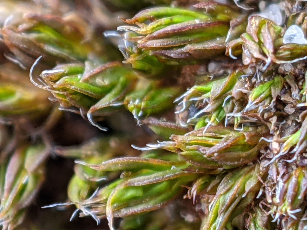 Syntrichia papillosa (hero image)