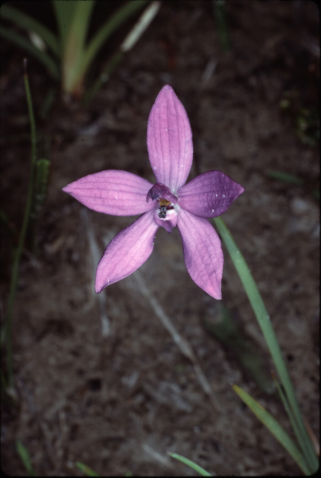 Glossodia minor (hero image)