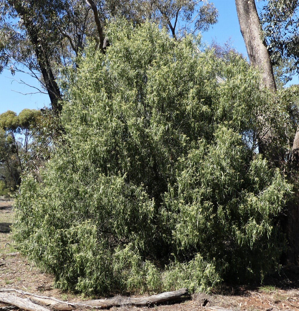 Geijera parviflora (hero image)