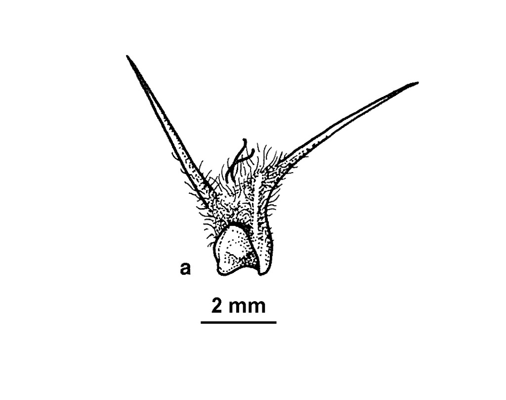 Sclerolaena patenticuspis (hero image)