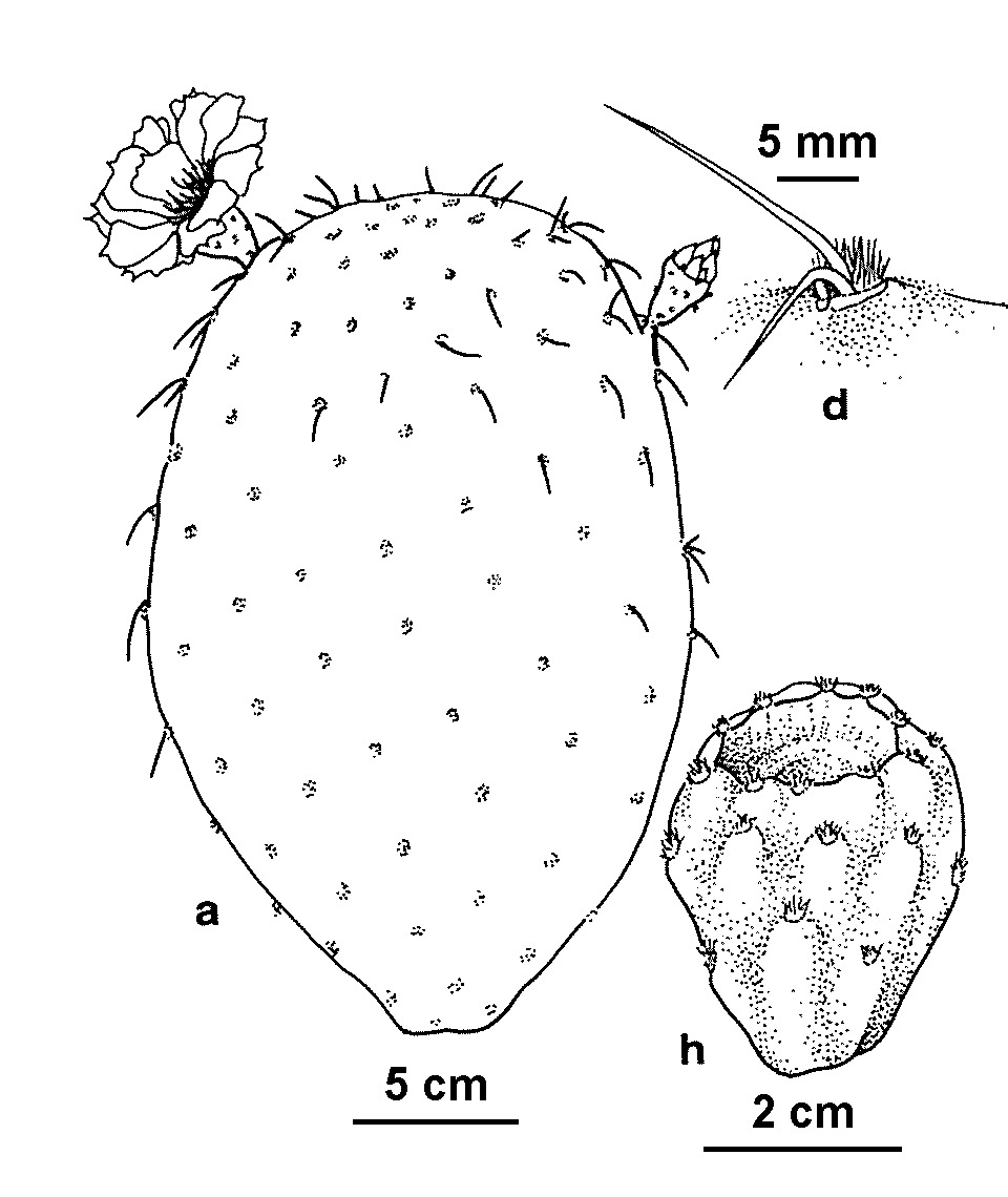 Opuntia streptacantha (hero image)