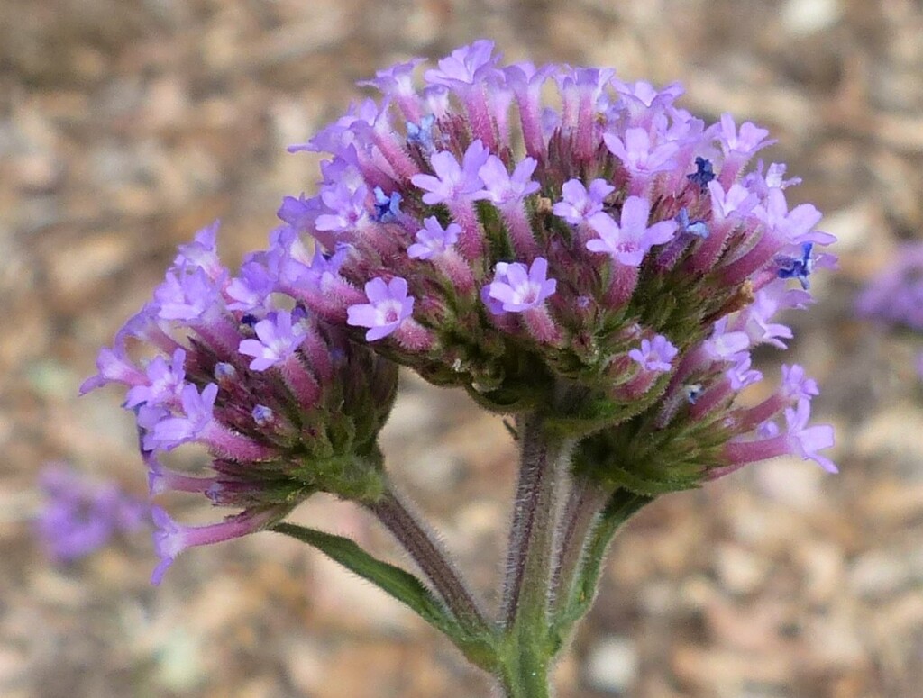 Verbena bonariensis var. conglomerata (hero image)