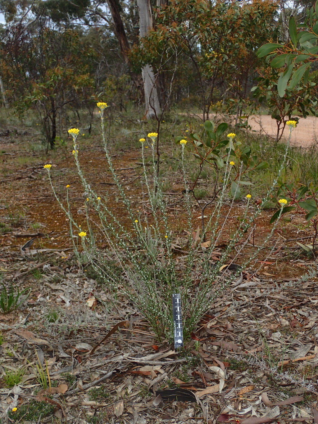 Chrysocephalum semipapposum (hero image)