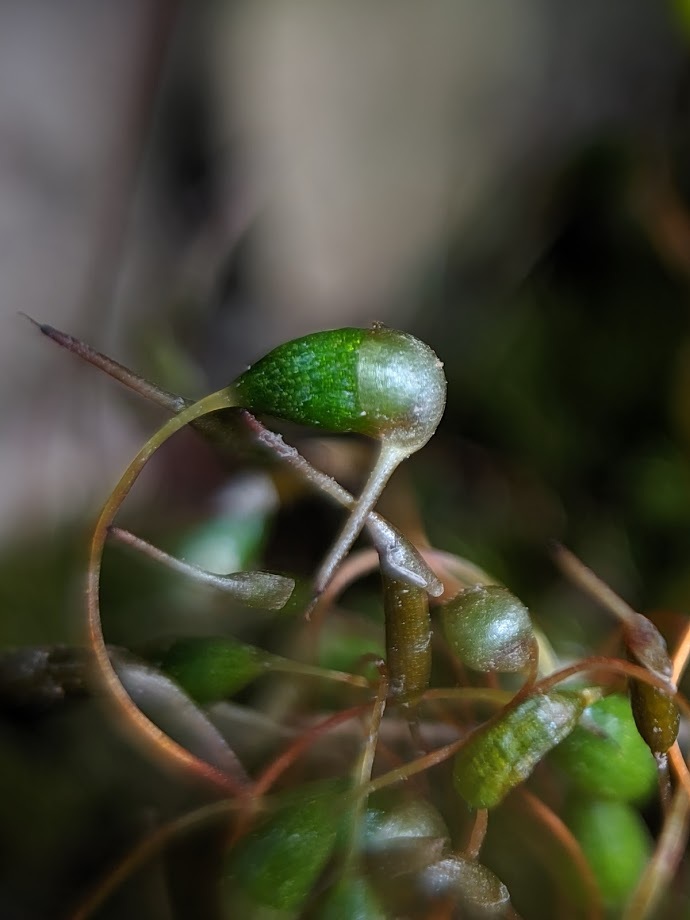 Funaria hygrometrica (hero image)
