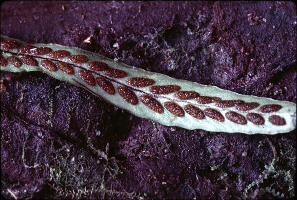 Notogrammitis billardierei (hero image)