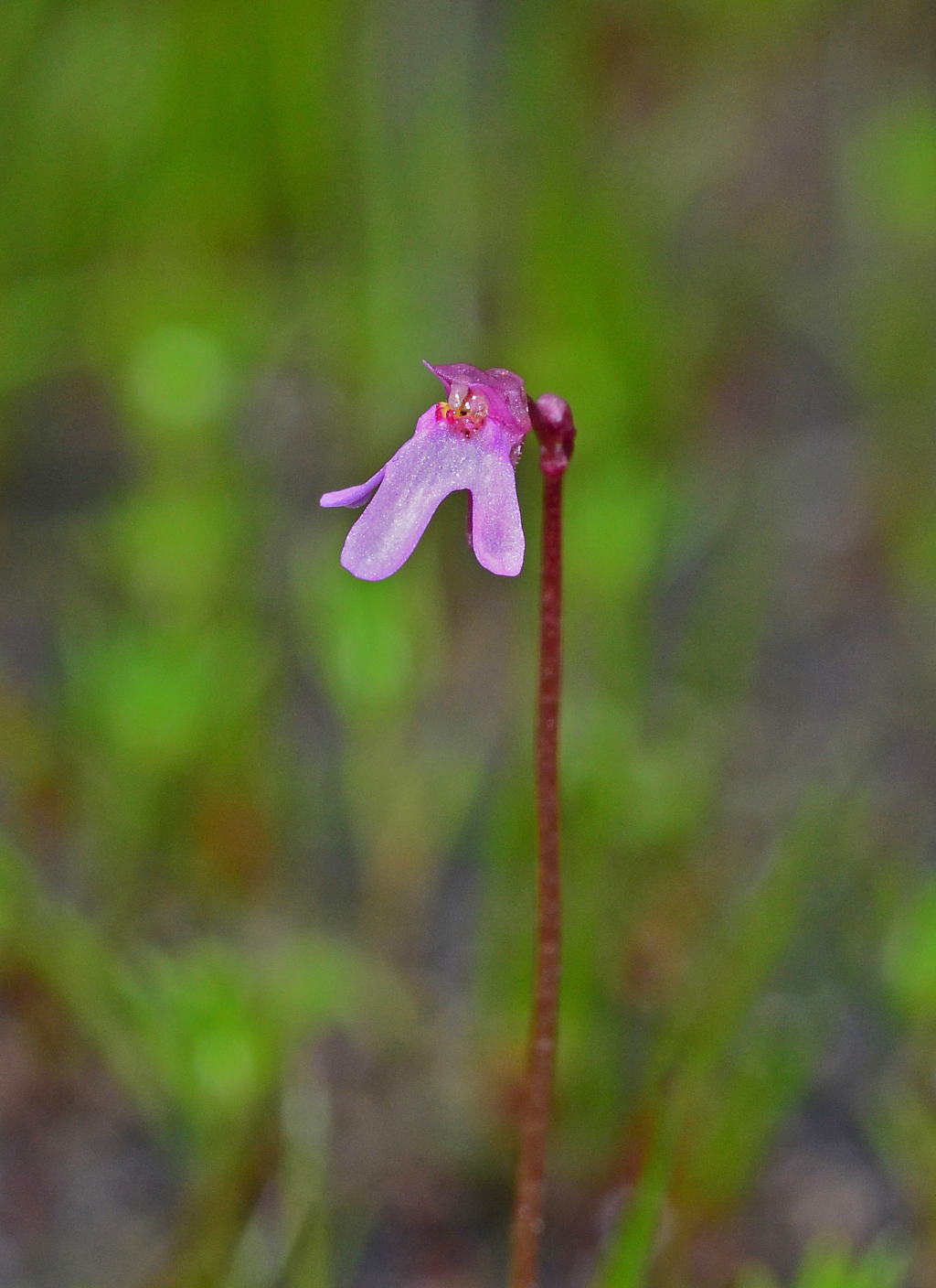 Utricularia tenella (hero image)