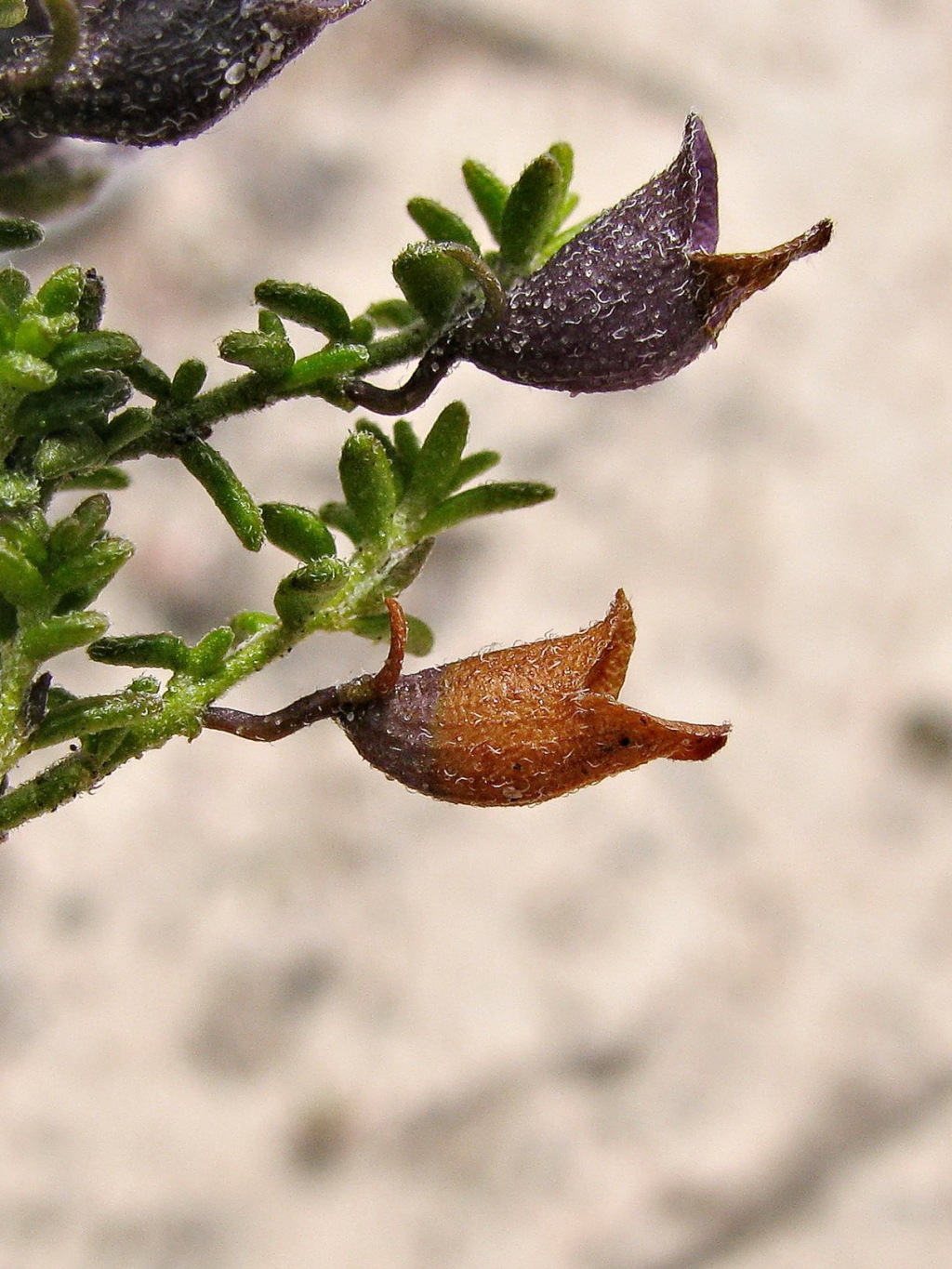 Prostanthera serpyllifolia subsp. microphylla (hero image)