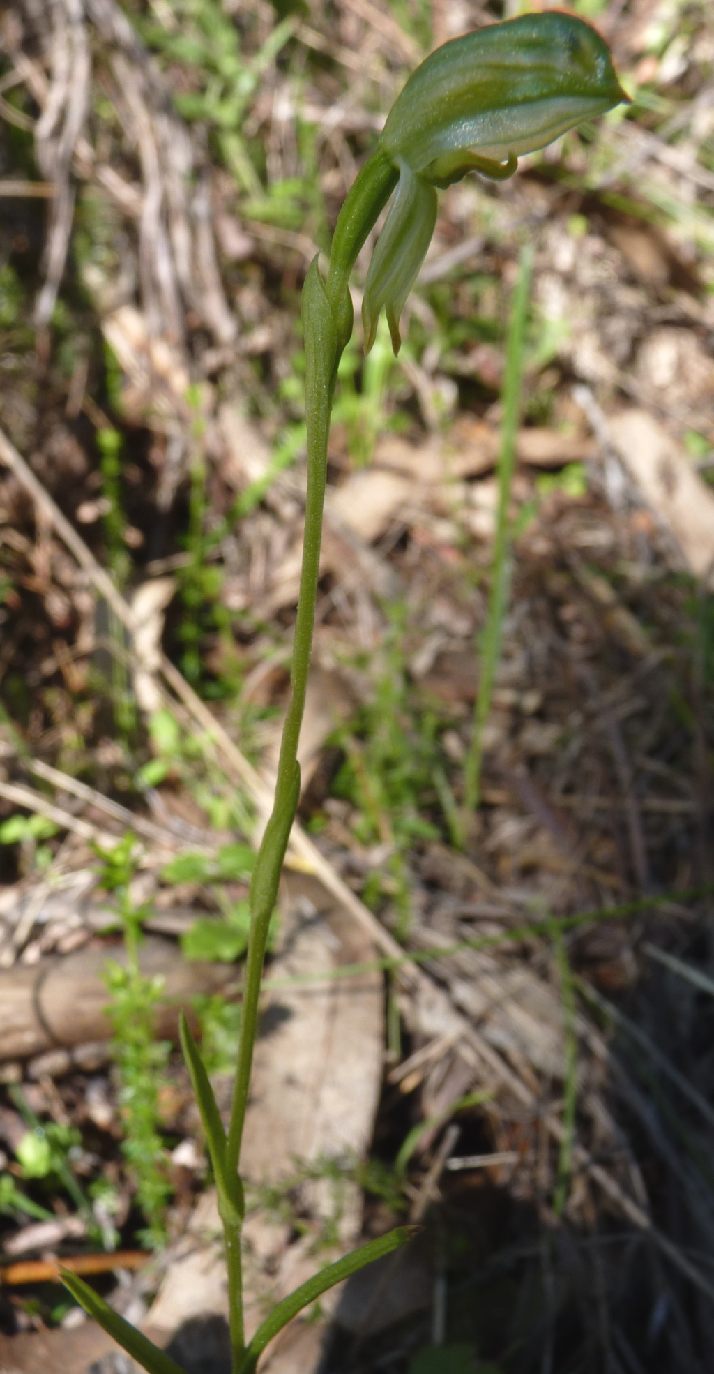 Pterostylis crassa (hero image)