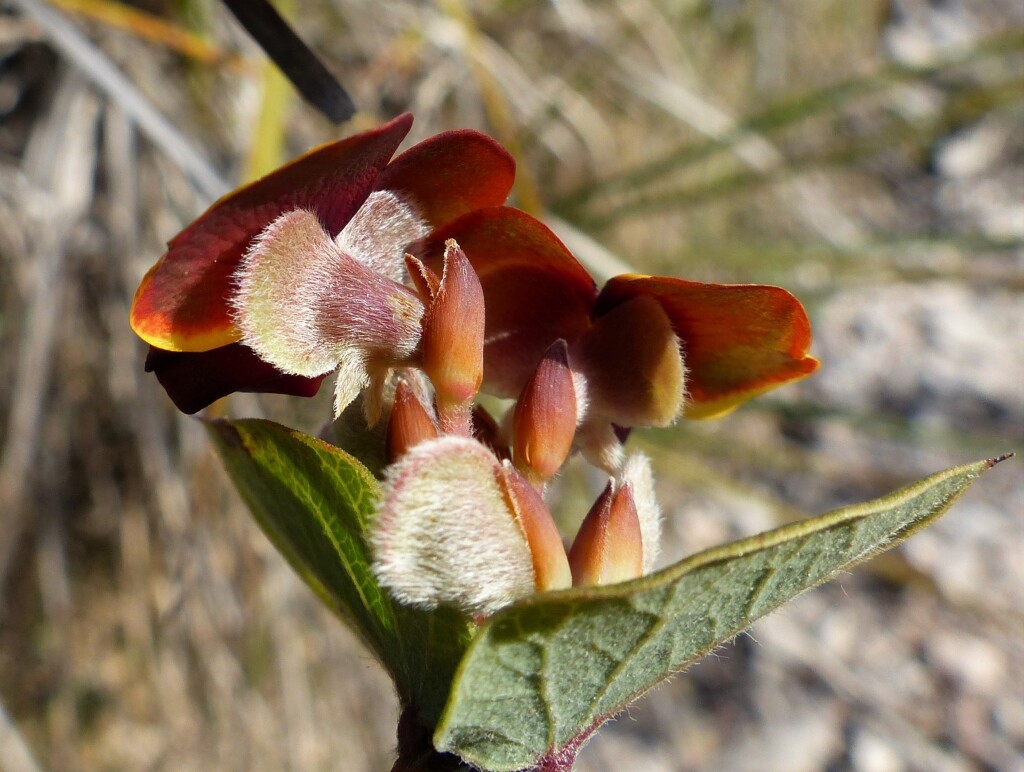Platylobium montanum (hero image)
