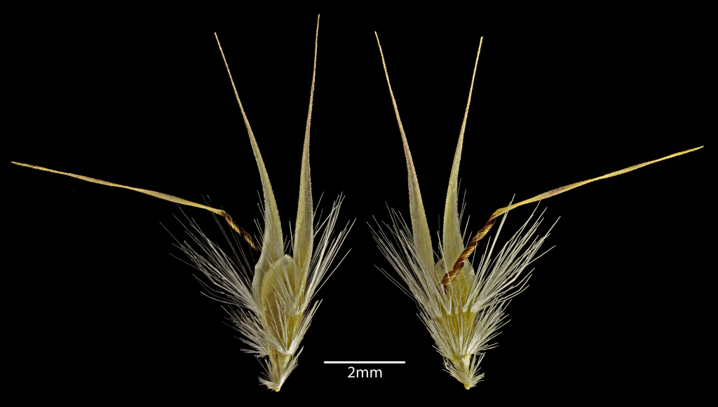 Rytidosperma monticola (hero image)