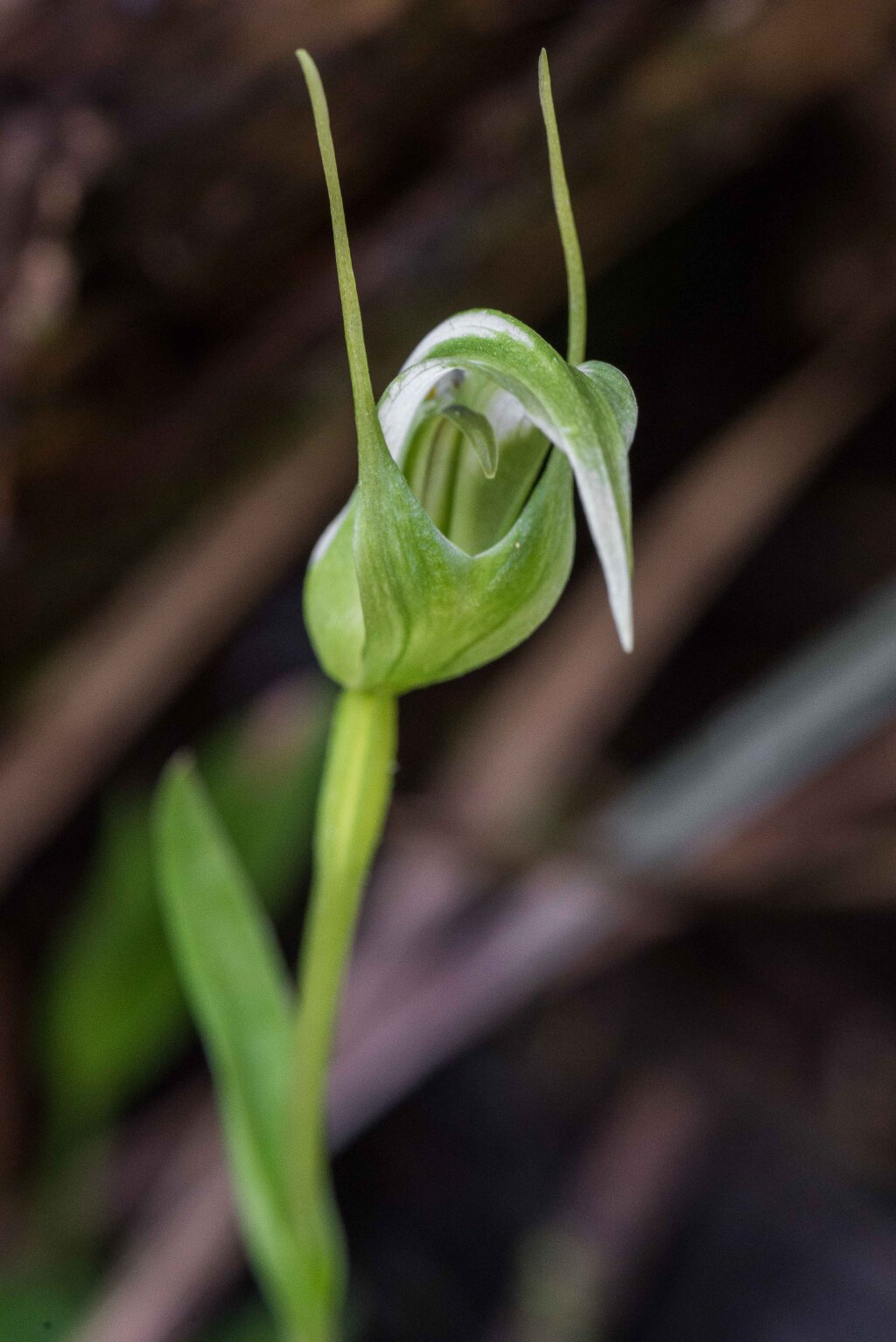 Pterostylis lustra (hero image)