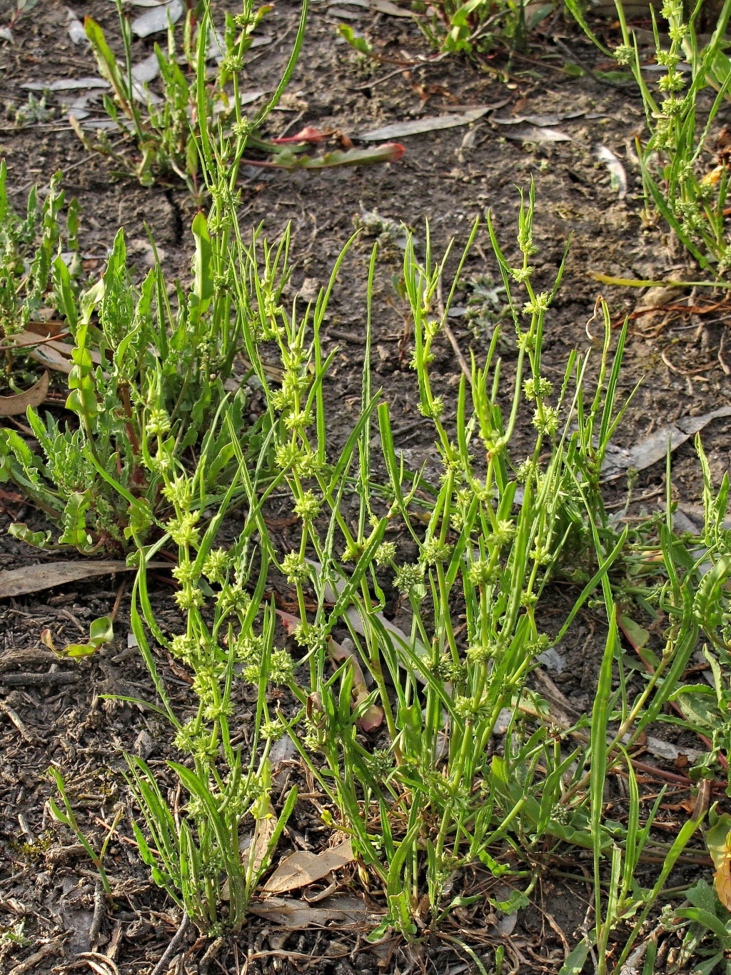 Rumex tenax (hero image)