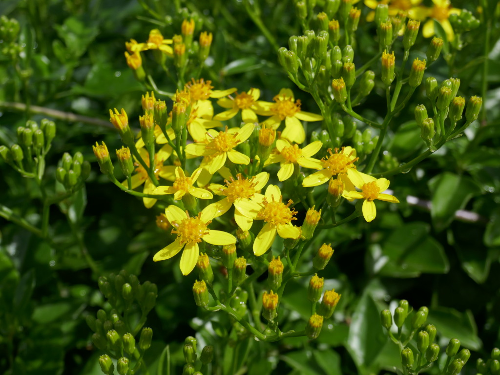 Senecio angulatus (hero image)