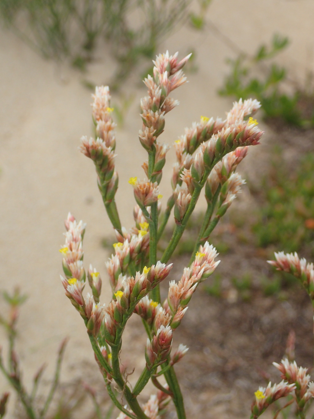 Limonium australe (hero image)