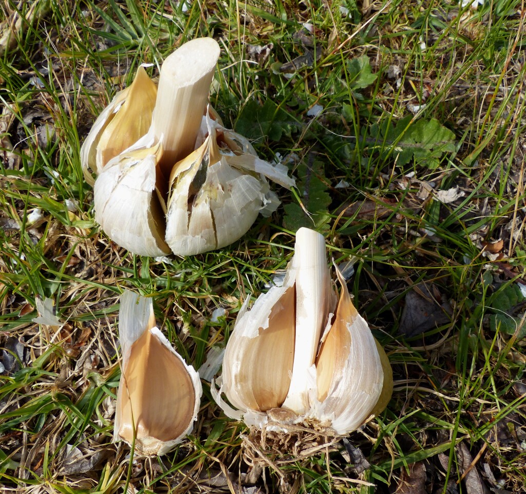 Allium (hero image)