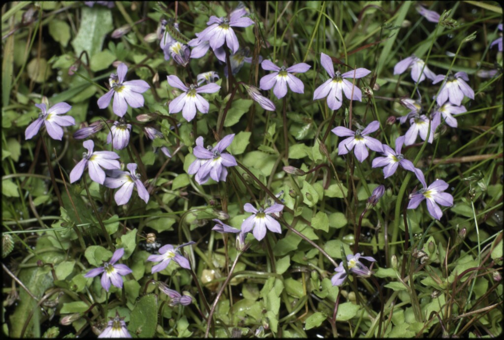 Lobelia pachytricha (hero image)