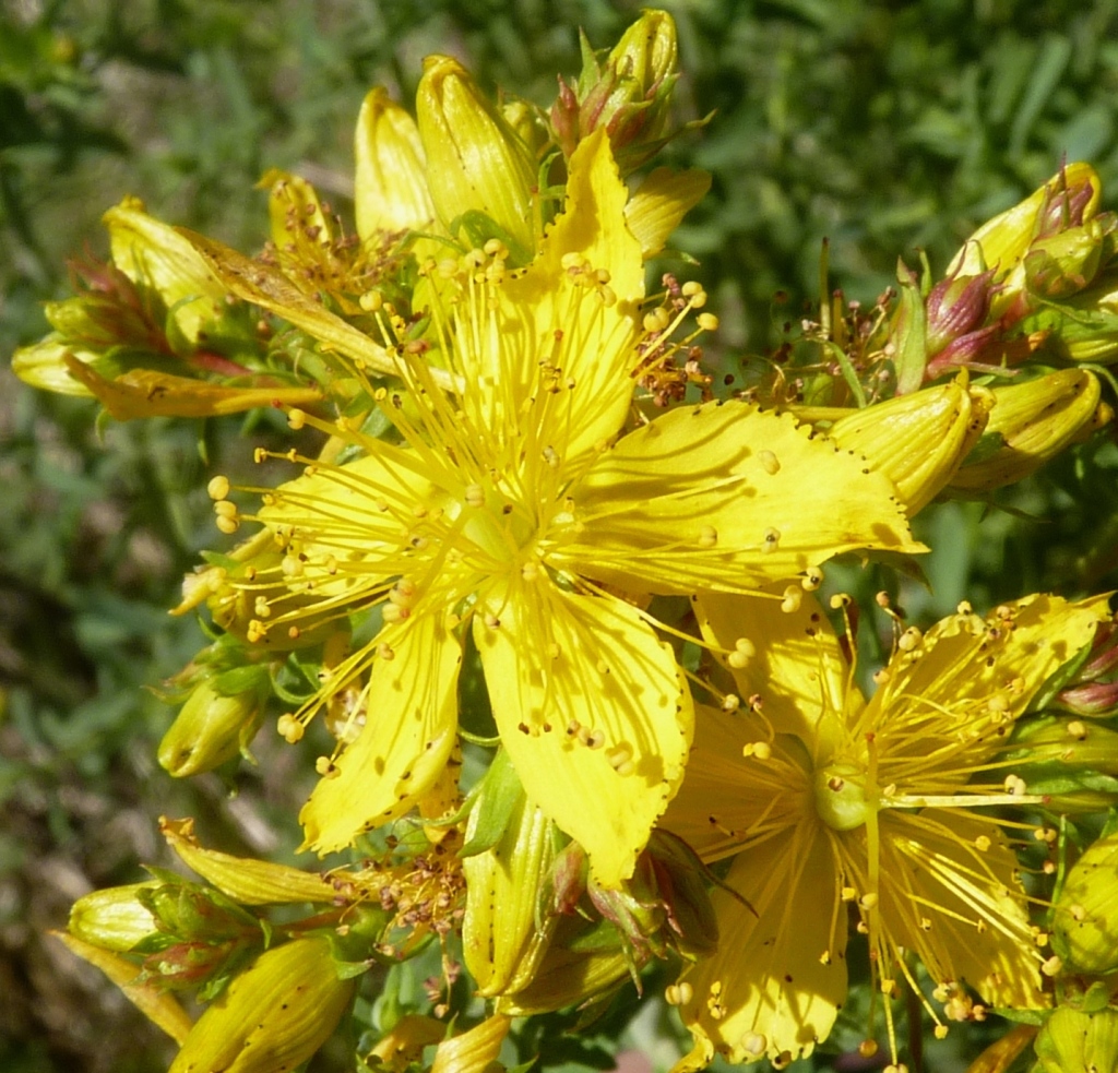 Hypericum perforatum subsp. veronense (hero image)