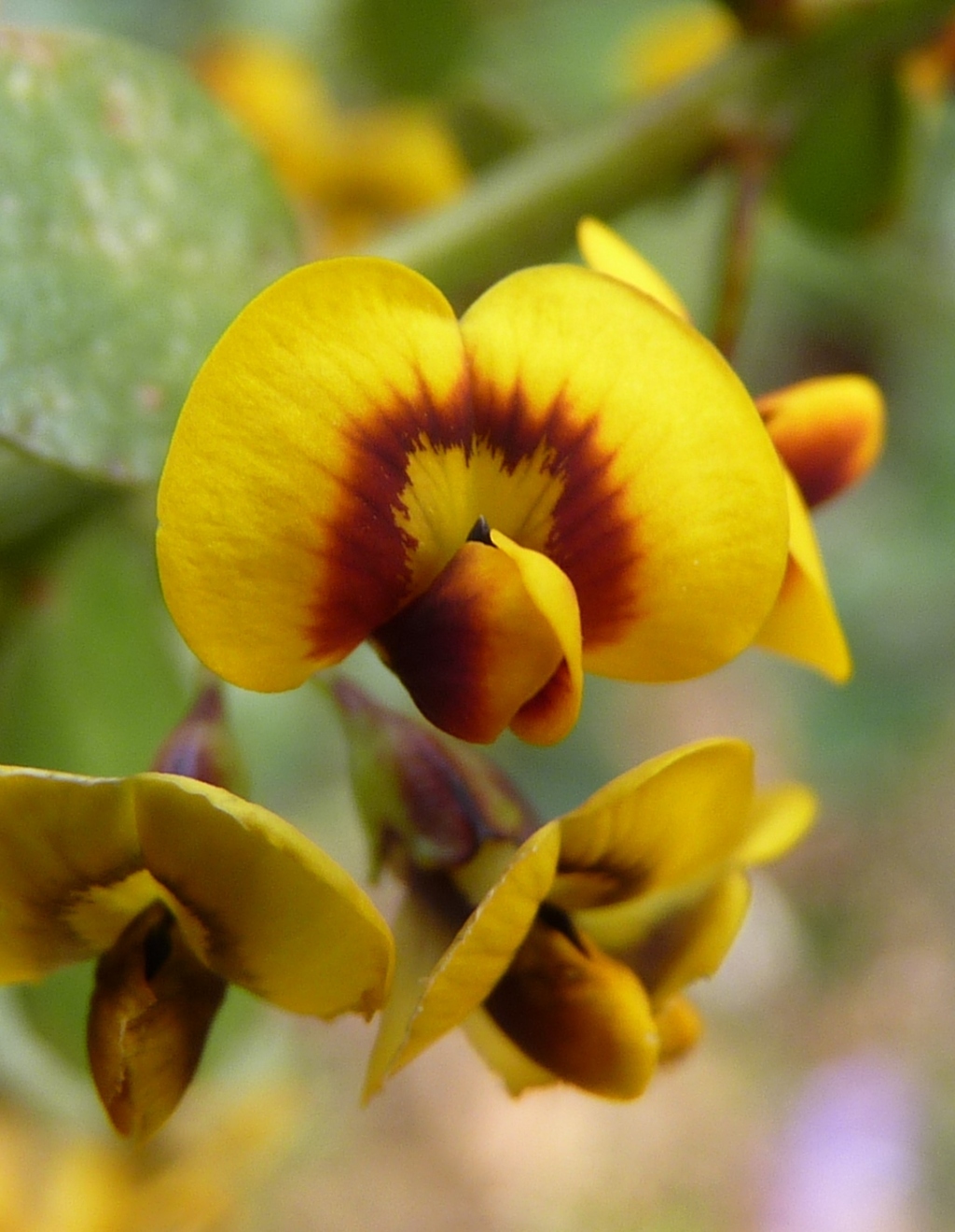 Daviesia buxifolia (hero image)