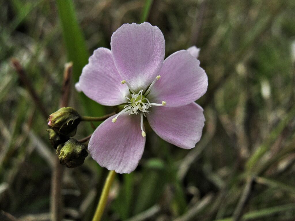 Drosera auriculata (hero image)