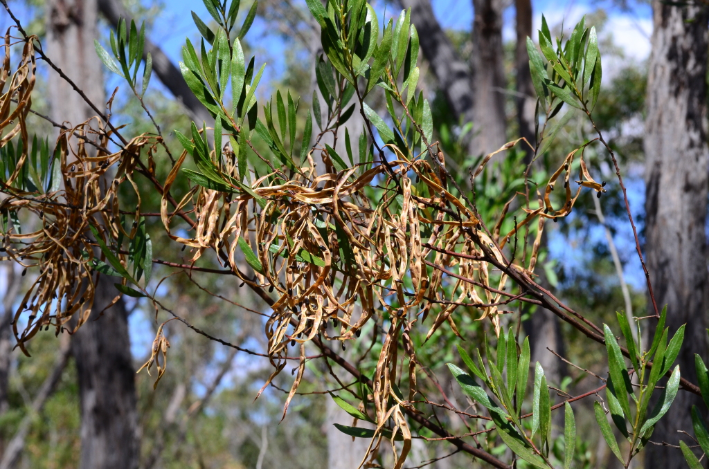 Acacia dodonaeifolia (hero image)
