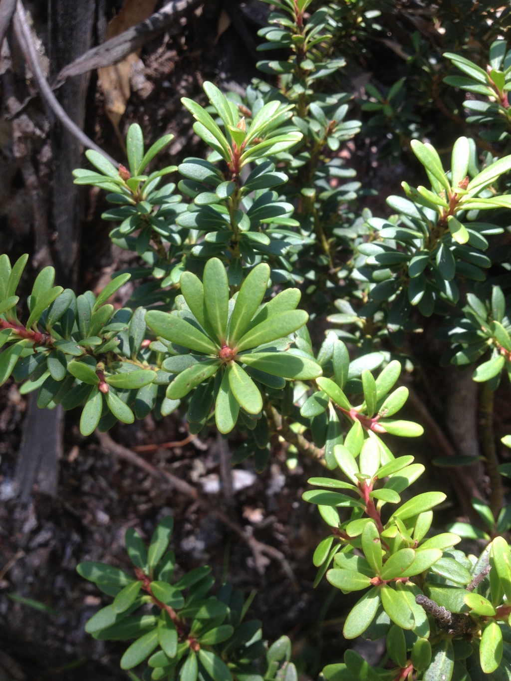 Tasmannia vickeryana (hero image)