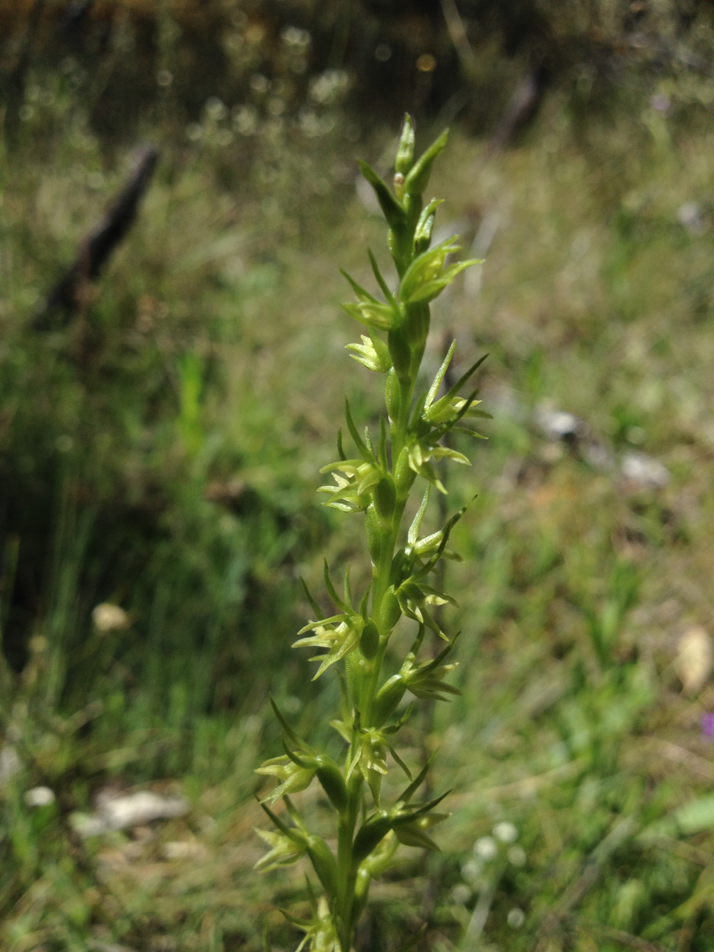 Prasophyllum lindleyanum (hero image)