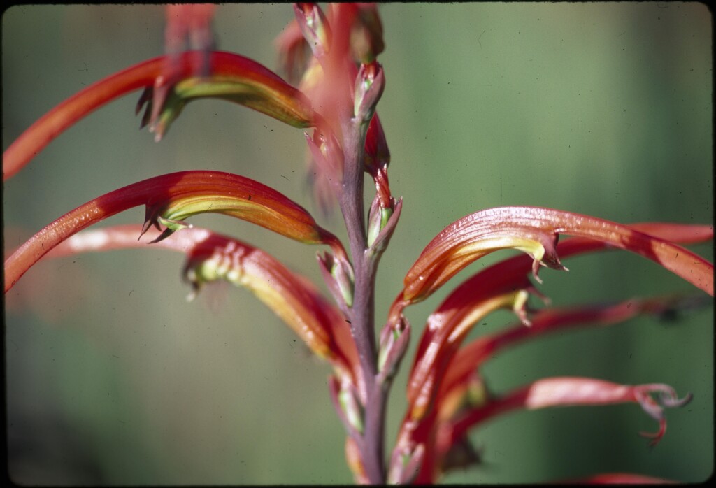 Chasmanthe bicolor (hero image)