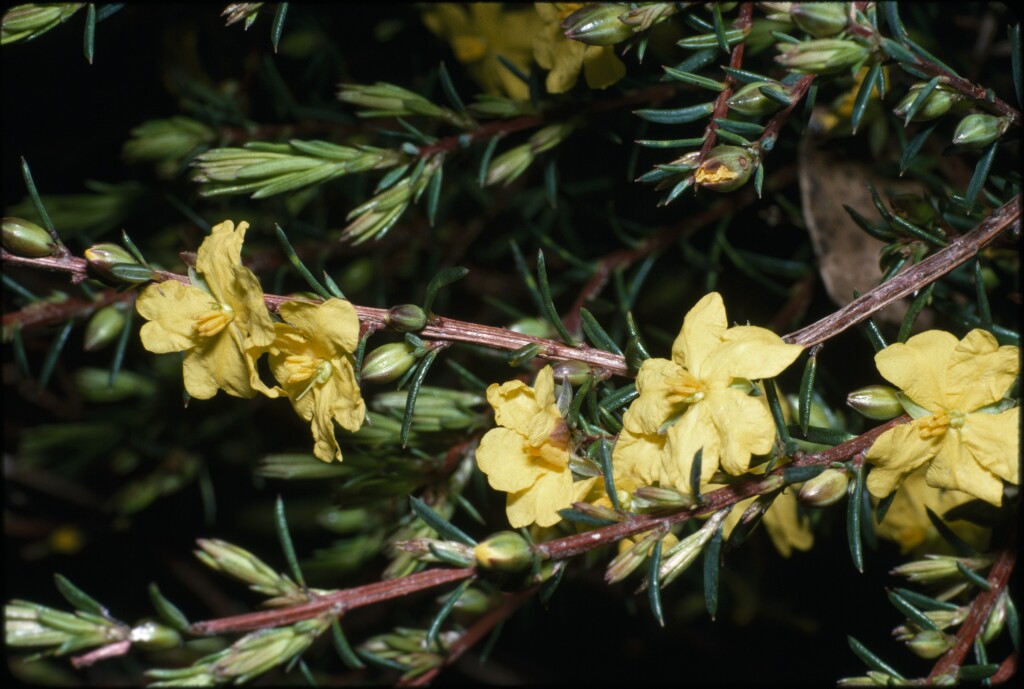 Hibbertia cistiflora (hero image)