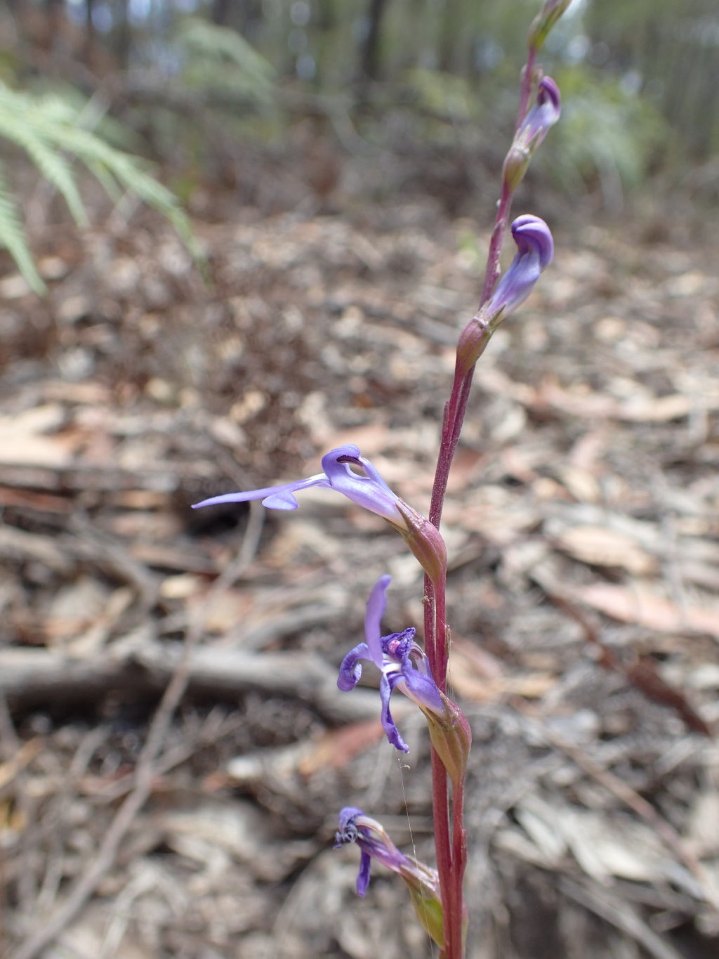 Lobelia simplicicaulis (hero image)