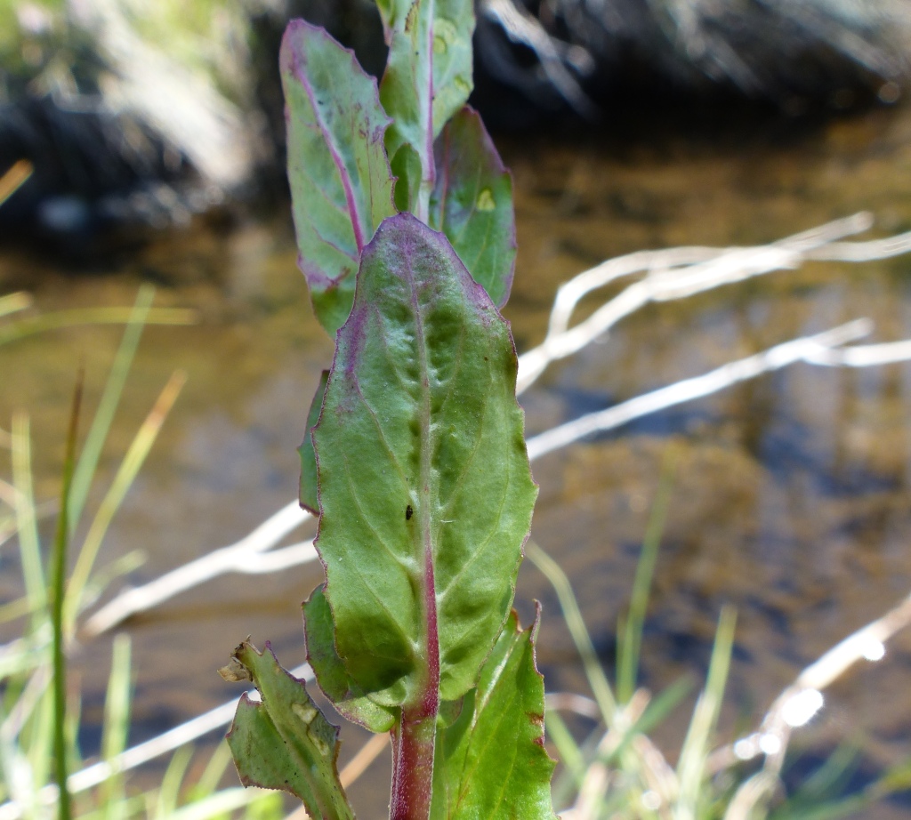 Epilobium gunnianum (hero image)