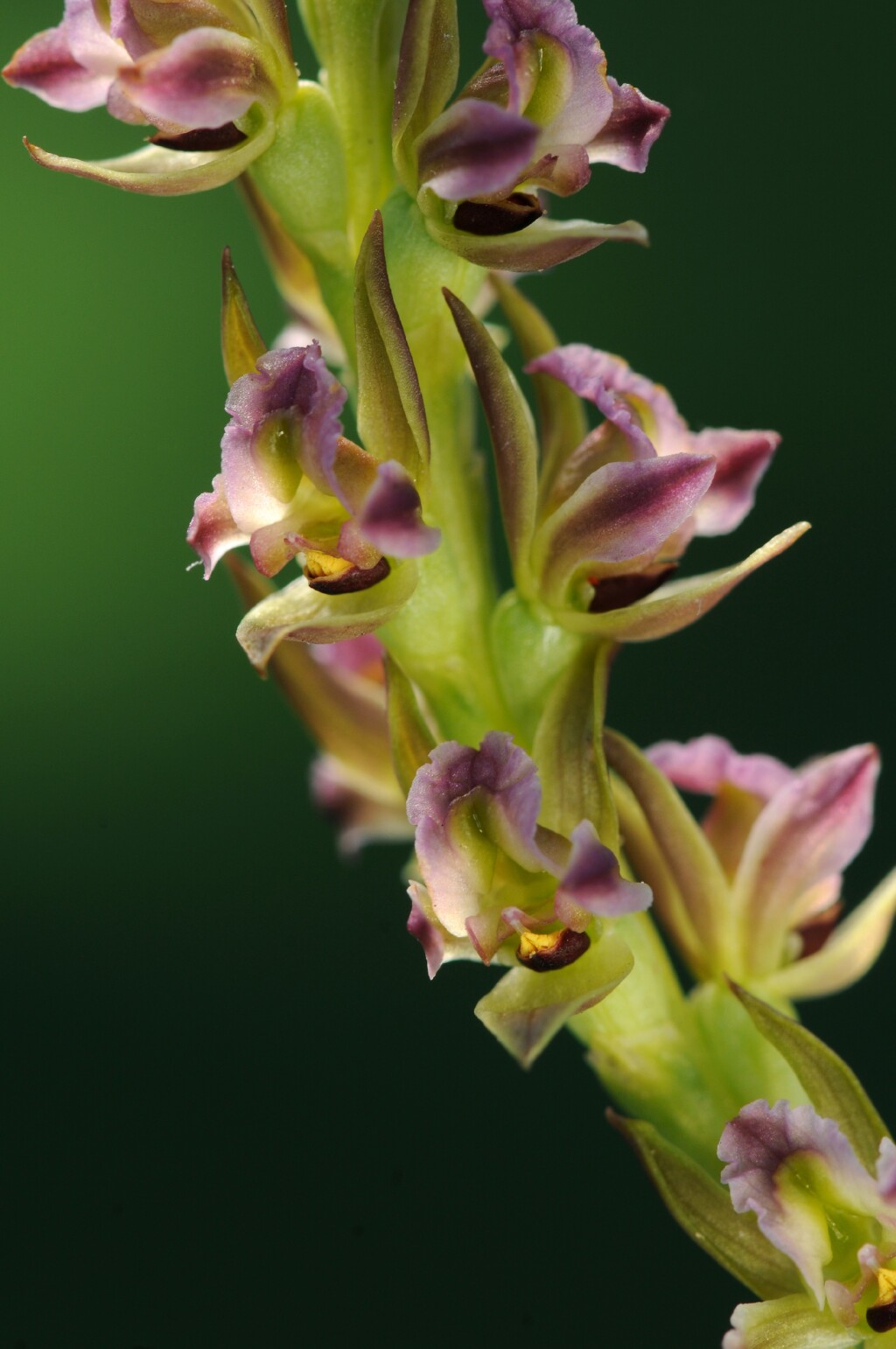Prasophyllum litorale (hero image)