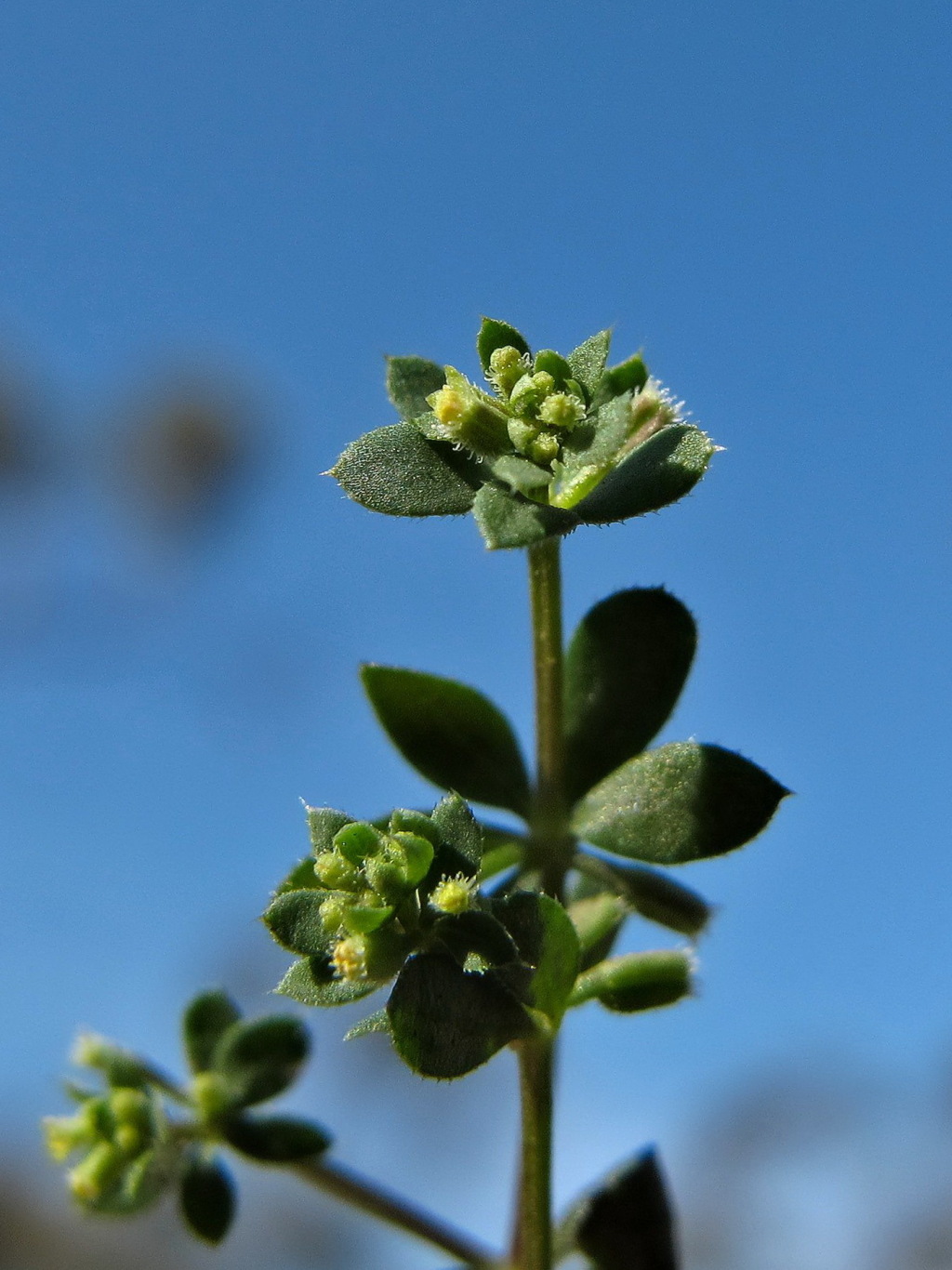 Galium murale (hero image)