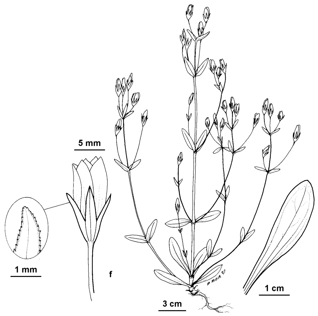 Gentianella polysperes (hero image)