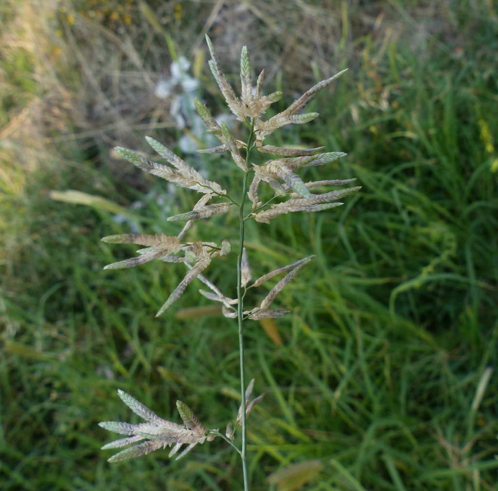 Eragrostis cilianensis (hero image)