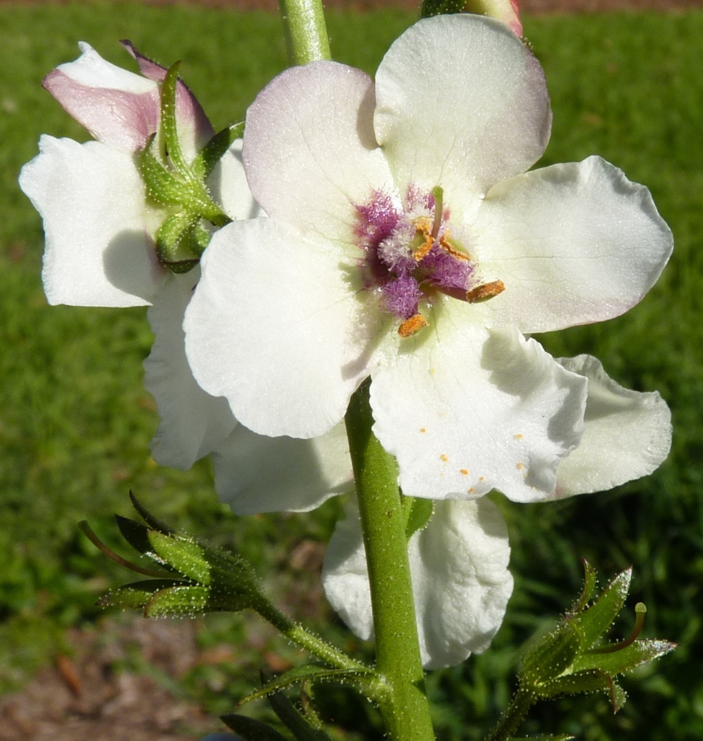 Verbascum blattaria (hero image)