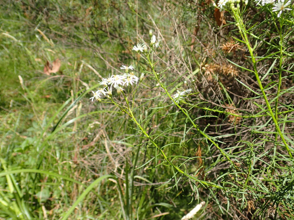 Olearia glandulosa (hero image)