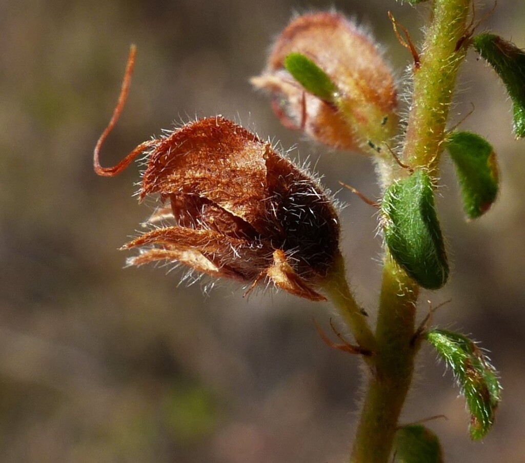 Pultenaea foliolosa (hero image)