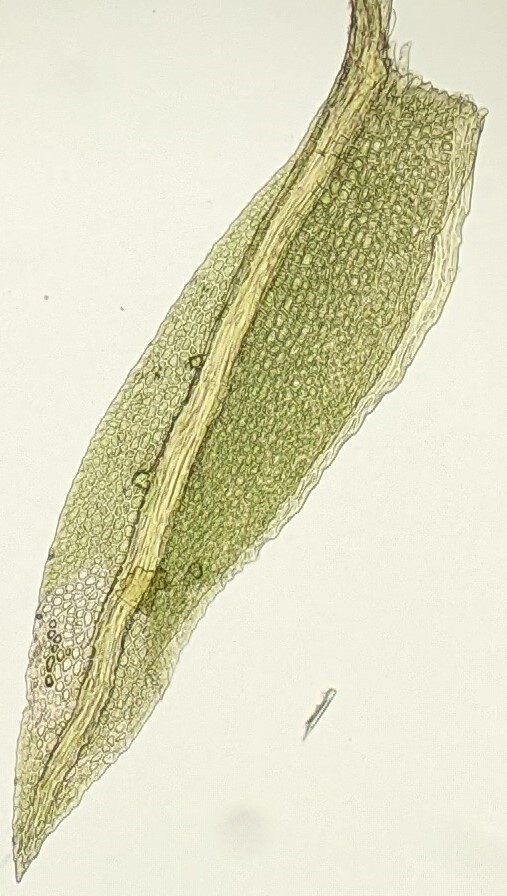 Fissidens taylorii (hero image)