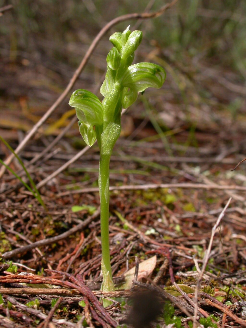 Pterostylis cycnocephala (hero image)