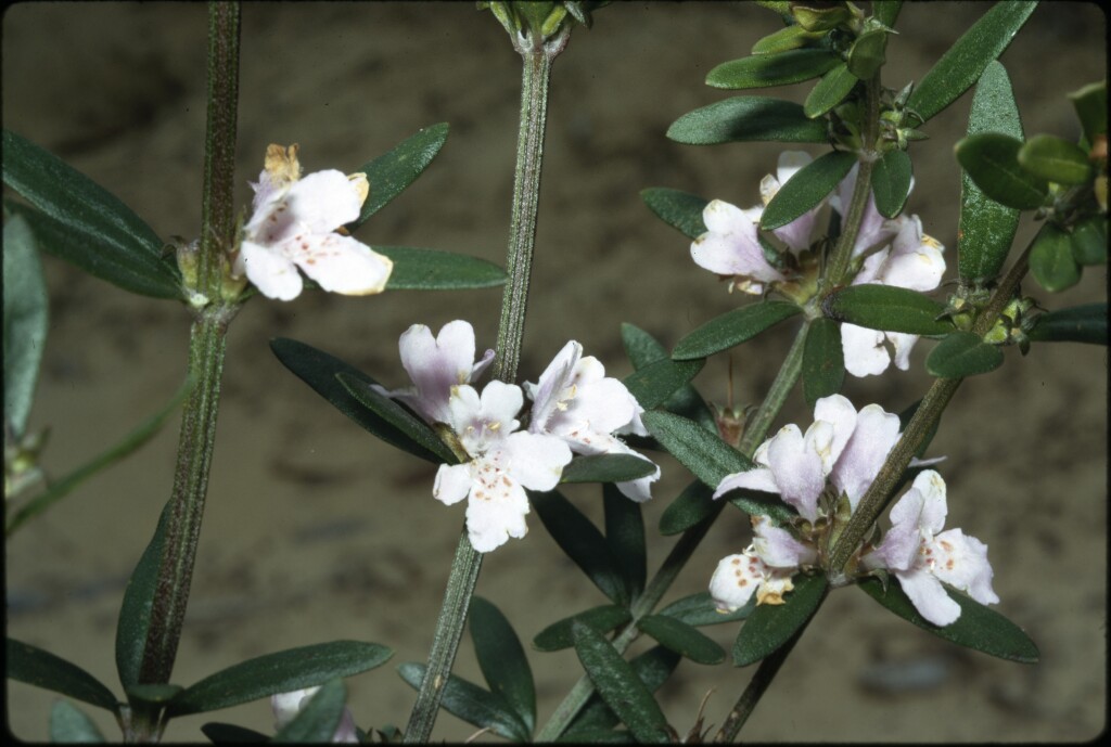 Westringia glabra (hero image)